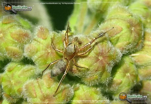 Thumbnail image of the Jumping-Spider-Tutelina-similis