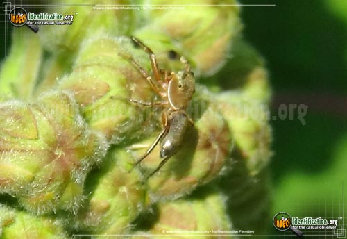Thumbnail image #2 of the Jumping-Spider-Tutelina-similis