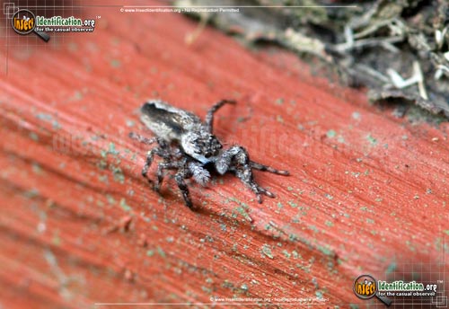 Thumbnail image #3 of the Jumping-Spider