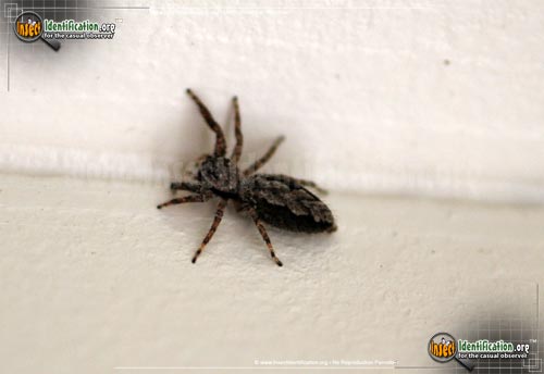 Thumbnail image #6 of the Jumping-Spider
