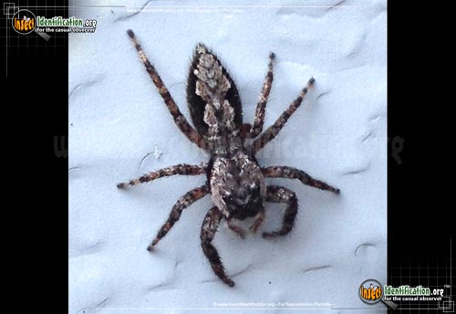 Thumbnail image #4 of the Jumping-Spider