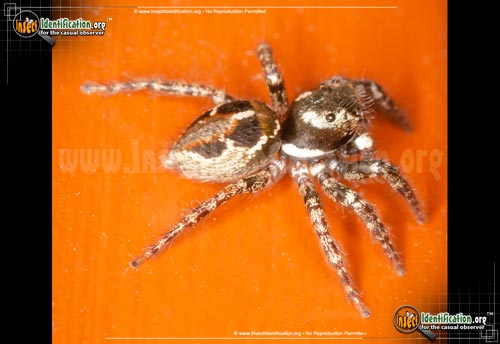 Thumbnail image #7 of the Jumping-Spider