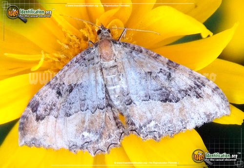Thumbnail image of the Juniper-Carpet-Moth