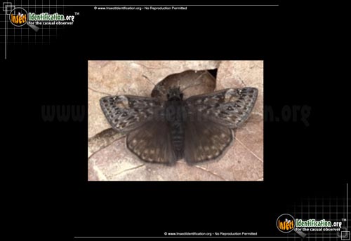 Thumbnail image of the Juvenals-Duskywing-Butterfly