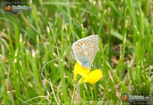 Thumbnail image of the Karner-Blue-Butterfly