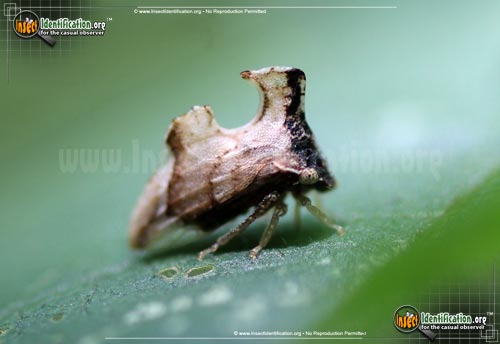 Thumbnail image of the Keeled-Treehopper