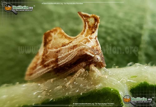 Thumbnail image of the Keeled-Treehopper