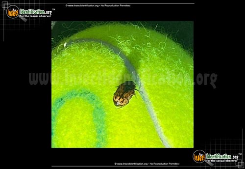 Thumbnail image of the Kerns-Flower-Scarab-Beetle