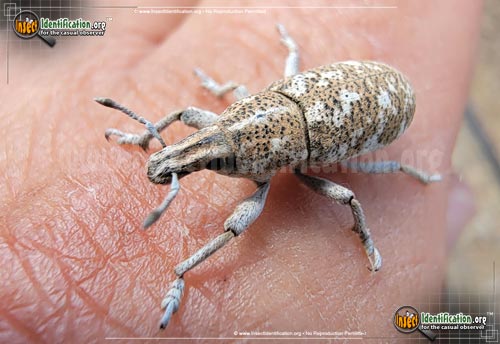 Thumbnail image of the Knapweed-Root-Weevil-Beetle