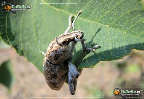 Thumbnail image #3 of the Knapweed-Root-Weevil-Beetle
