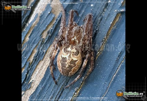 Thumbnail image #12 of the Labyrinthine-Orb-Weaver-Spider