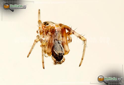 Thumbnail image #7 of the Labyrinthine-Orb-Weaver-Spider