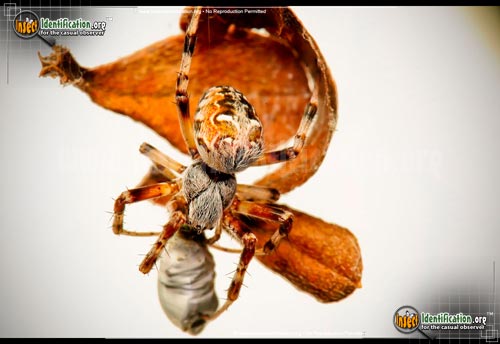 Thumbnail image #11 of the Labyrinthine-Orb-Weaver-Spider