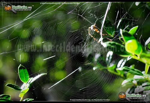 Thumbnail image #5 of the Labyrinthine-Orb-Weaver-Spider