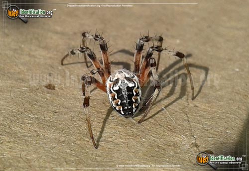 Thumbnail image #2 of the Labyrinthine-Orb-Weaver-Spider