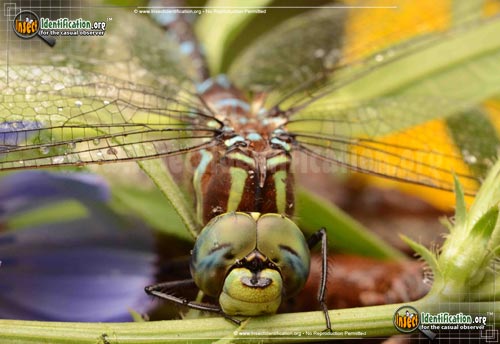 Thumbnail image #2 of the Lance-Tipped-Darner-Dragonfly