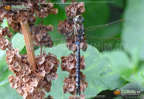 Thumbnail image of the Lance-Tipped-Darner-Dragonfly