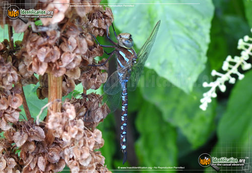 Thumbnail image #2 of the Lance-Tipped-Darner-Dragonfly
