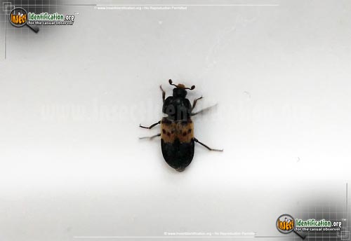 Thumbnail image of the Larder-Beetle