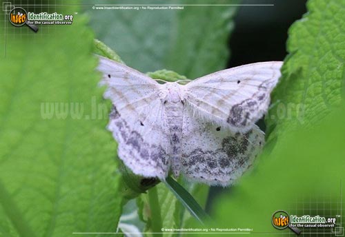 Thumbnail image #2 of the Large-Lace-Border-Moth