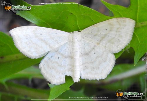 Thumbnail image #3 of the Large-Lace-Border-Moth