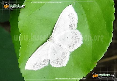 Thumbnail image #4 of the Large-Lace-Border-Moth