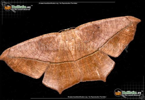 Thumbnail image of the Large-Maple-Spanworm-Moth