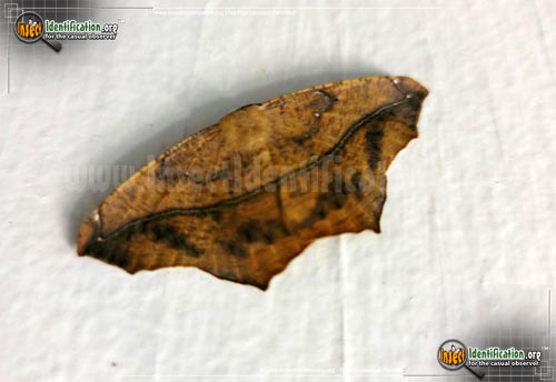 Thumbnail image #3 of the Large-Maple-Spanworm-Moth