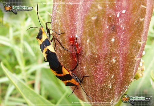 Thumbnail image #6 of the Large-Milkweed-Bug