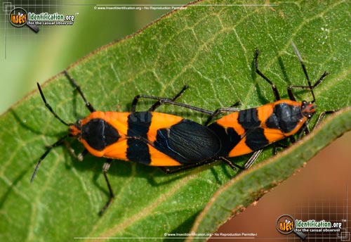 Thumbnail image of the Large-Milkweed-Bug