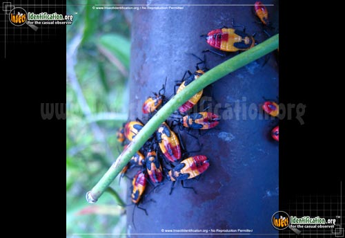Thumbnail image #2 of the Large-Milkweed-Bug