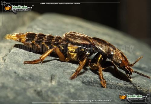 Thumbnail image of the Large-Rove-Beetle