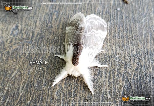 Thumbnail image of the Large-Tolype-Moth