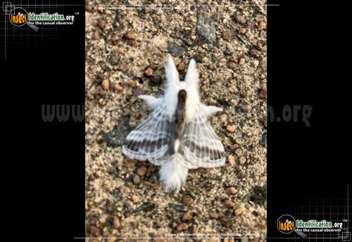 Tooley Insect Large Tolype Moth