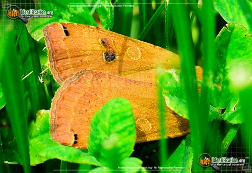 Thumbnail image #4 of the Large-Yellow-Underwing-Moth