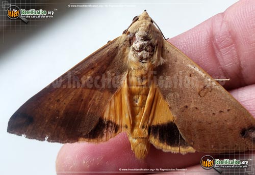Thumbnail image of the Large-Yellow-Underwing-Moth