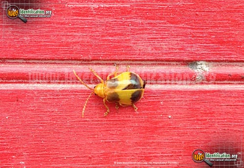 Thumbnail image of the Larger-Elm-Leaf-Beetle