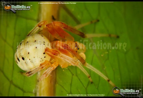 Thumbnail image #2 of the Lattice-Orb-Weaver-Spider
