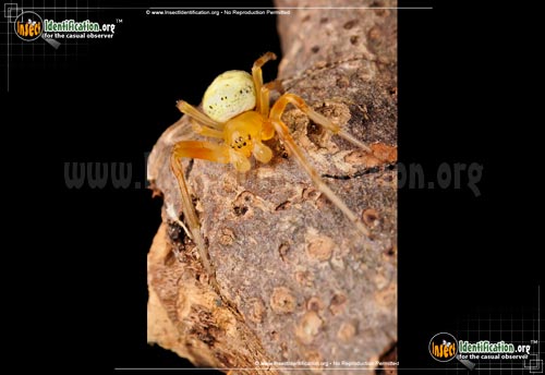 Thumbnail image #11 of the Lattice-Orb-Weaver-Spider