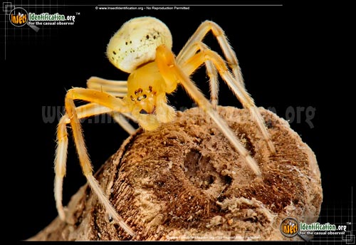 Thumbnail image #14 of the Lattice-Orb-Weaver-Spider