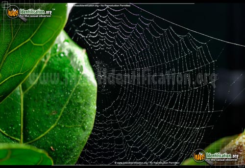 Thumbnail image #3 of the Lattice-Orb-Weaver-Spider