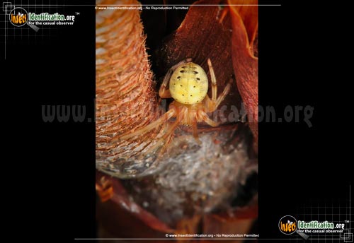 Thumbnail image #5 of the Lattice-Orb-Weaver-Spider