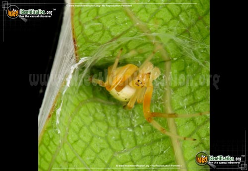 Thumbnail image #6 of the Lattice-Orb-Weaver-Spider