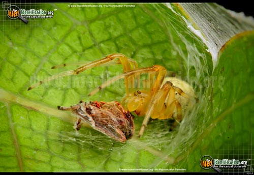 Thumbnail image #7 of the Lattice-Orb-Weaver-Spider