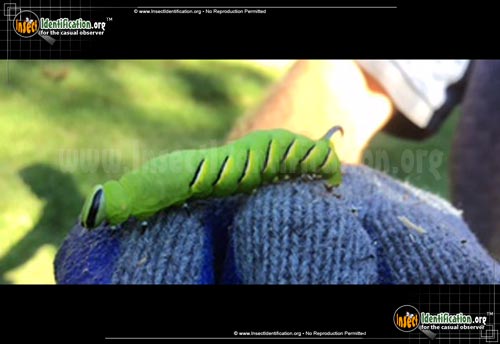 Thumbnail image #2 of the Laurel-Sphinx-Moth