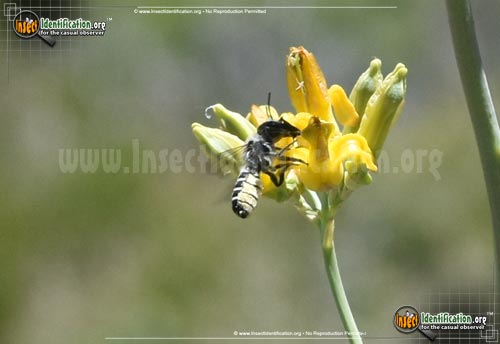 Thumbnail image #2 of the Leaf-Cutter-Bee-Megachile