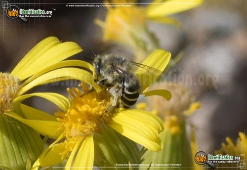 Thumbnail image #5 of the Leaf-Cutter-Bee-Megachile