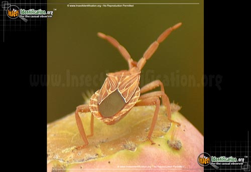 Thumbnail image of the Leaf-Footed-Bug-Chelinidea-tabulata
