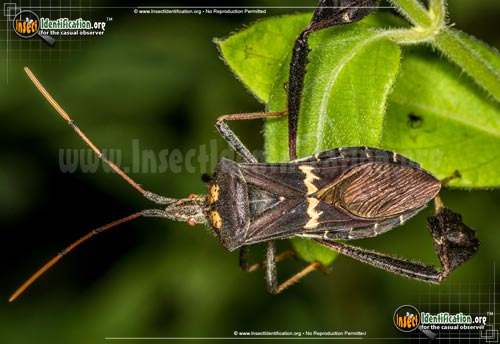 Thumbnail image of the Leaf-Footed-Bug-Leptoglossus-Zonatus