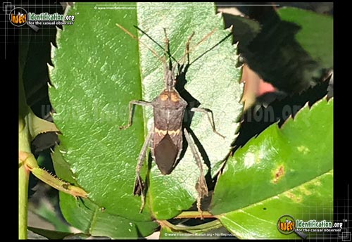 Thumbnail image #2 of the Leaf-Footed-Bug-Leptoglossus-Zonatus